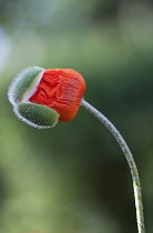 Poppy, Oriental popp, Papaver orientale.