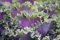 Cabbage, Ornamental cabbage, Brassica oleracea.