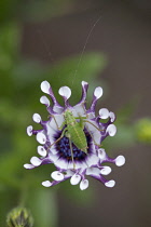 Osteospermum, Osteospermum 'Margarita White Spoon'.