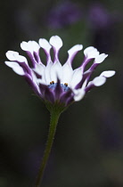 Osteospermum, Osteospermum 'Margarita White Spoon'.