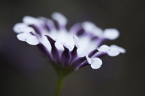 Osteospermum, Osteospermum 'Margarita White Spoon'.