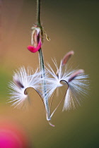 Pelargonium, Pelargonium x hortorum 'Red Satisfaction'.