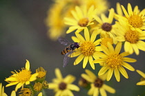 Ragwort, Senecio jacobaea.