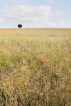 Oilseedrape, Brassica napus oleifera.