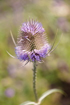 Teasel, Dipsacus fullonum.