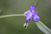 Tradescantia, Tradescantia virginiana.