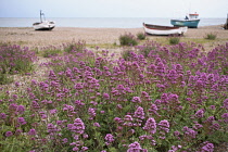 Valerian, Common valerian, Valeriana officinalis.