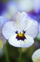 Viola, Viola 'Sorbet Ocean Breeze'.