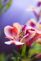 Alstroemeria, Peruvian lily.