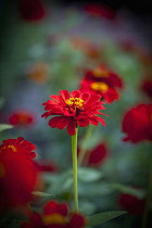 Zinnia.