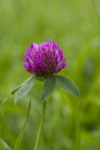 Clover, Trifolium pratense.