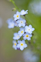 Forget-me-not, Myosotis arvensis.