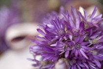 Everlastingflower, Helichrysum.