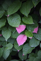 Actinidia, Actinidia kolomikta.