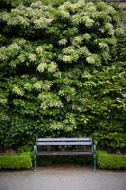 Hydrangea, Hydrangea petiolaris.