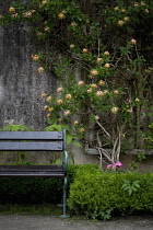 Honeysuckle, Lonicera.