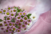 Daisy, Chrysanthemum.