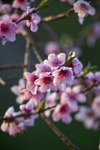 Peach, Prunus persica.