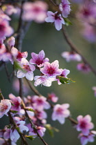 Peach, Prunus persica.