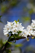 Plum, Prunus domestica.