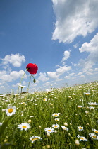 Poppy, Papaver rhoeas.