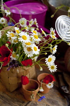 Daisy, Argyranthemum frutescens.