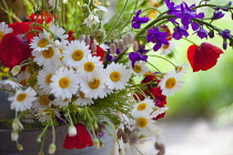 Daisy, Argyranthemum frutescens.