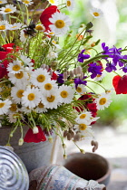 Daisy, Argyranthemum frutescens.