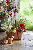 Daisy, Argyranthemum frutescens.