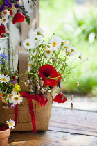 Daisy, Argyranthemum frutescens.