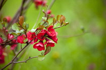 Flowering Quince, Japanese quince, Chaenomeles.