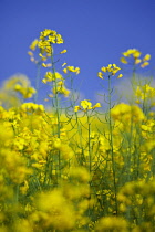 Oilseedrape, Brassica napus oleifera.