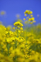 Oilseedrape, Brassica napus oleifera.