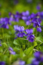 Violet, Sweet violet, Viola odorata.