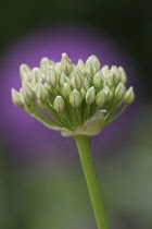 Allium.