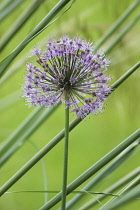 Allium, Allium Hollandicum 'Purple Sensation'.