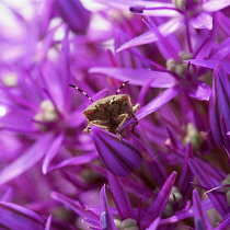 Allium, Allium Hollandicum 'Purple Sensation'.