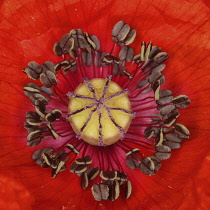 Poppy, Papaver rhoeas.