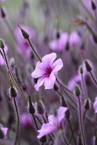 Geranium maderense.