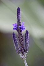 Lavender, Fernleaf lavender, Lavandula pinnata.