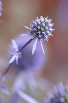 Sea Holly, Eryngium planum.