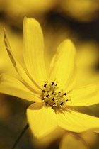 Coreopsis, Coreopsis verticillata.