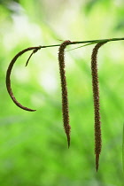 Sedge, Carex pendula.