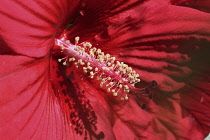 Hibiscus, Hibiscus rosa-sinensis.