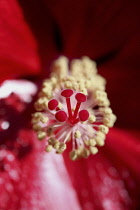 Hibiscus, Hibiscus rosa-sinensis.