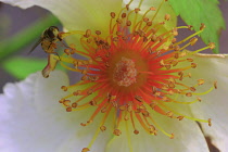 Anemone, Tree anemone, Carpenteria californica.