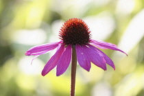 Echinacea, Purple coneflower, Echinacea purpurea.