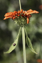 Wilddagga, Leonotis leonurus.