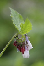 Comfrey, Symphytum officinale.