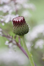 Cirsium, Cirsium rivulare 'Atropurpureum'.